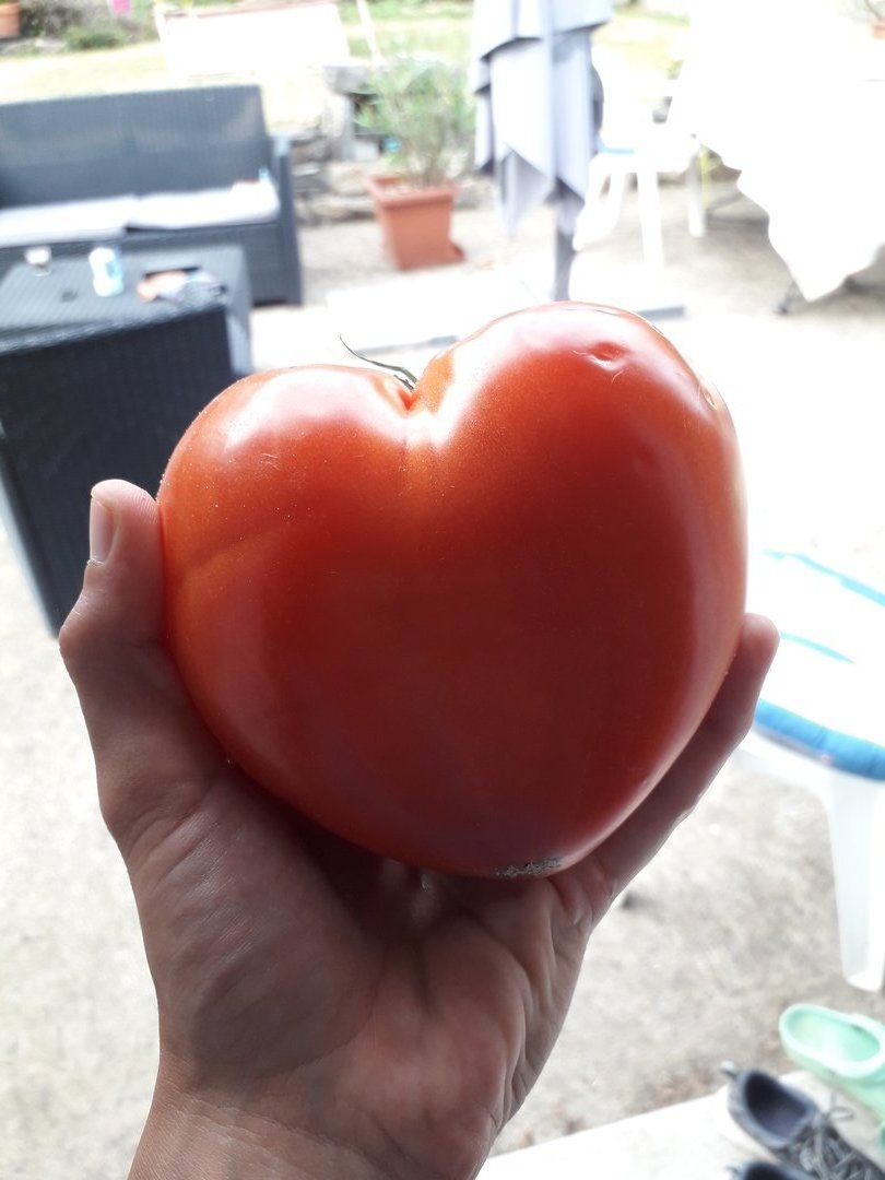 Image 7 : Tomate en forme de cœur