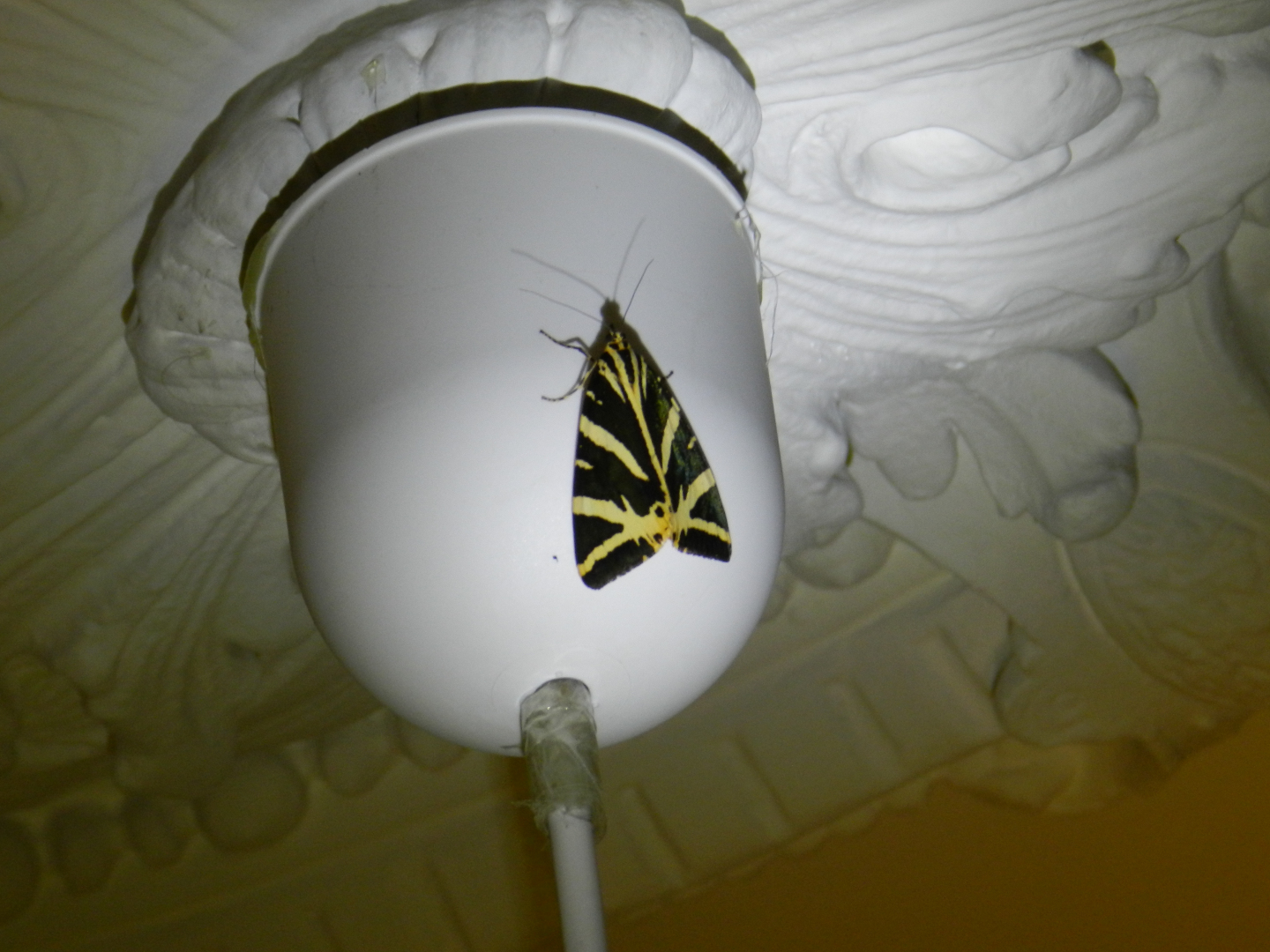 Image 2 : Papillon sur une lampe suspendue (zoom)