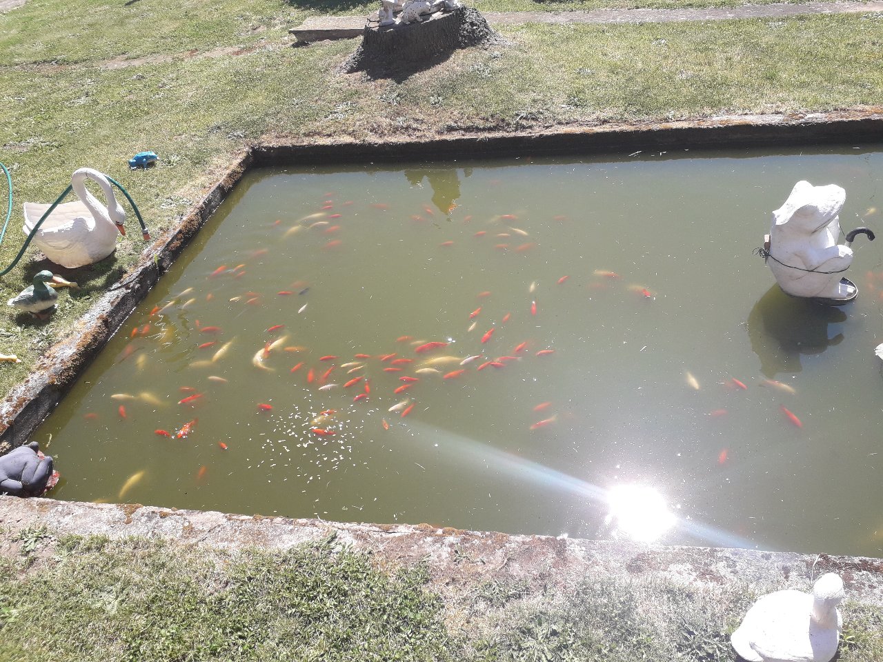 Image 1 : Vue d'un bassin rempli de poissons rouges