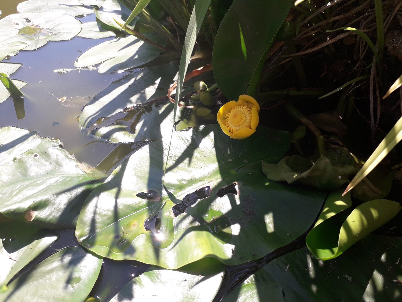 Image 3 : Nénuphar en fleur de couleur jaune