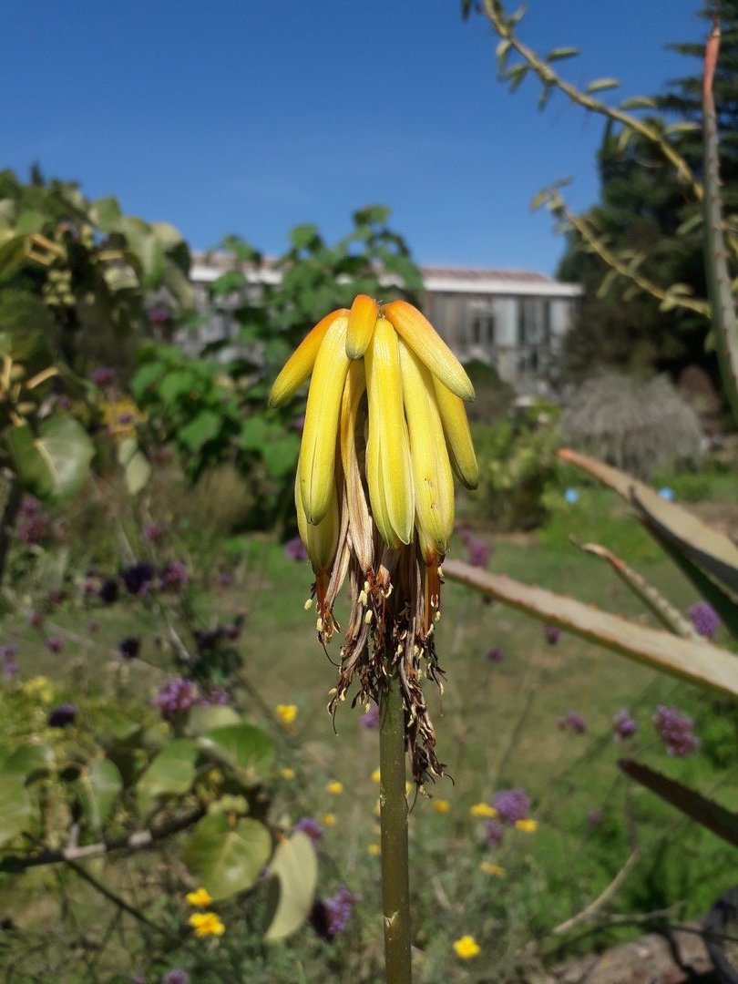 Image 2 : Plante jaune présentant des terminaisons semblables à des bananes
