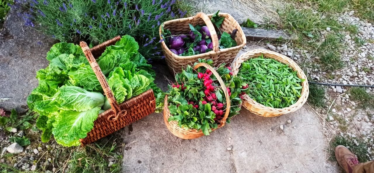 Photograph of vegetable baskets
