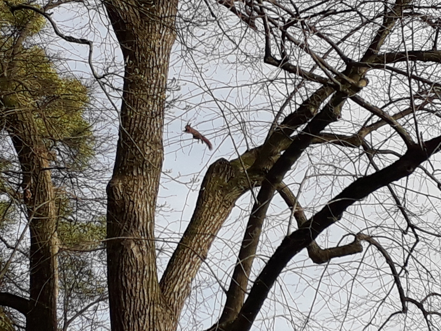 Image 1 : Photographie d'un écureuil roux sautant d'un arbre à un autre