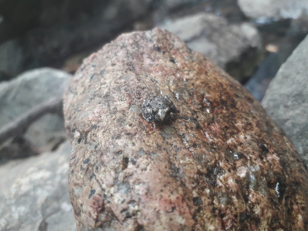 Petite grenouille assise sur une roche humide