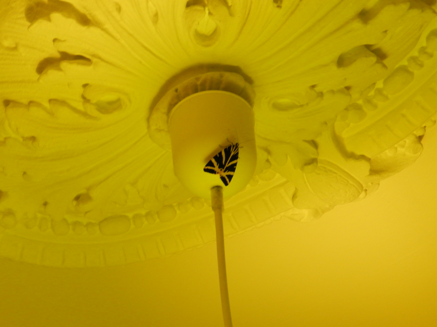 Image 1 : Papillon sur une lampe suspendue