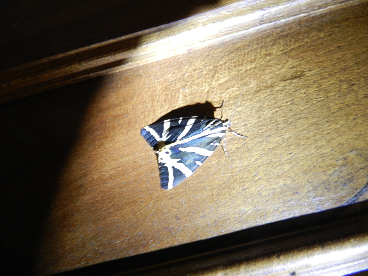 Image 3 : Vue de près d'un papillon sur du bois