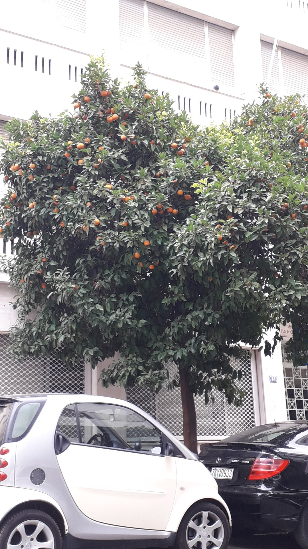 Portrait d'un oranger avec des fruits