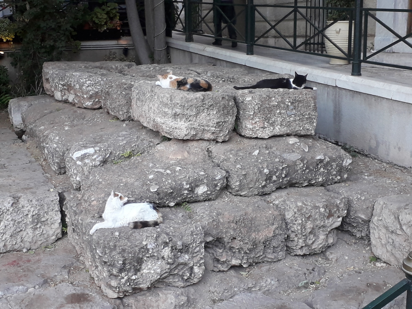 Image 82 : Trois chats se lézardant sur des pierres