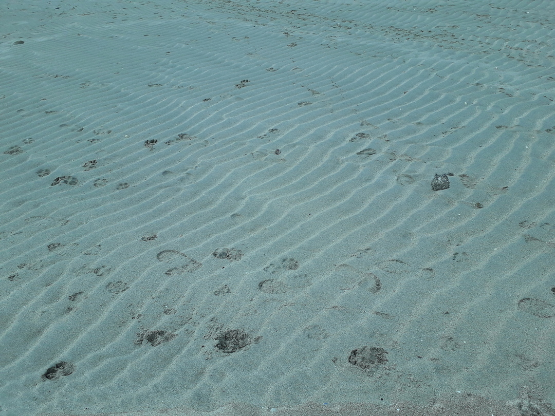 Image 2 : Traces de pas sur le sable strié par le vent
