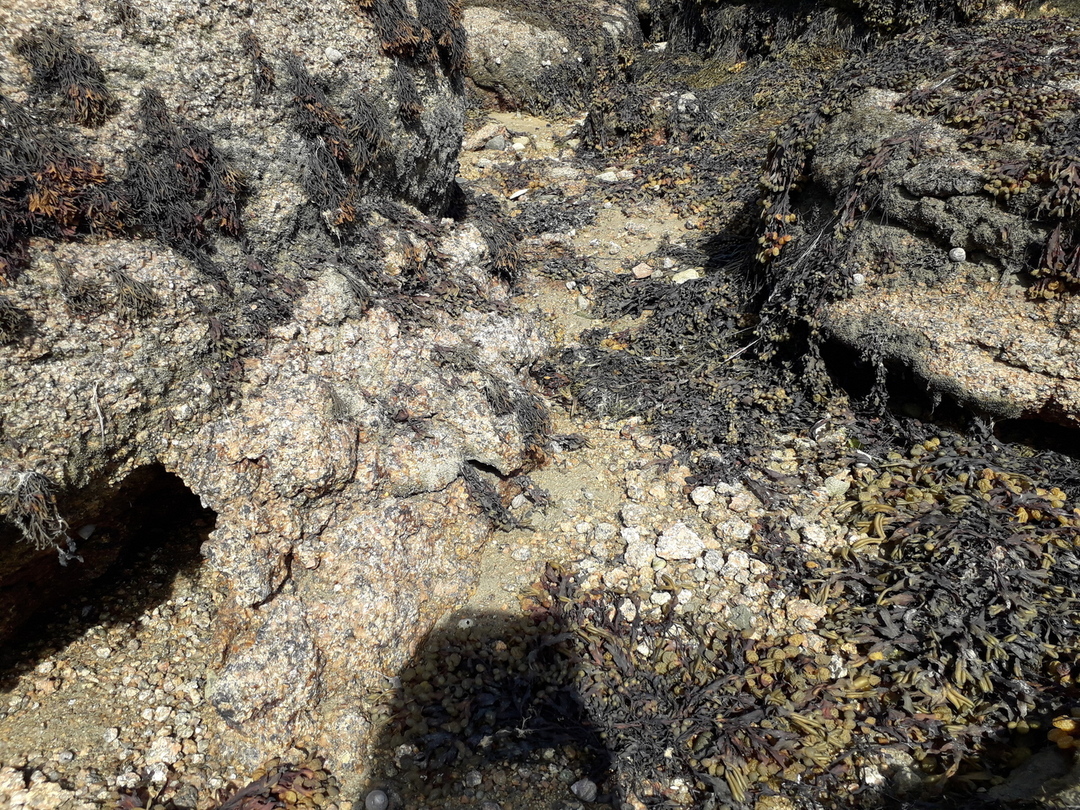 Sol rocheux recouvert d'algues sèches