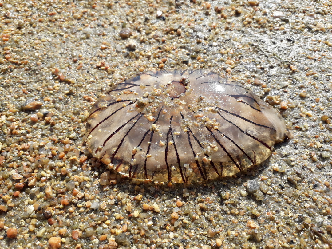 Méduse échouée sur la plage