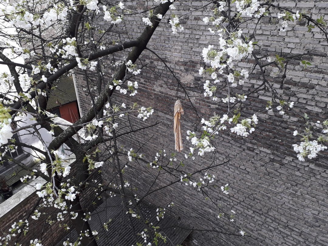 Image 2 : Serviette de bain suspendue à un cerisier en fleurs