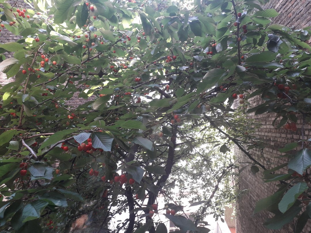 Détail d'un cerisier dont la branche arbore des fruits en maturation