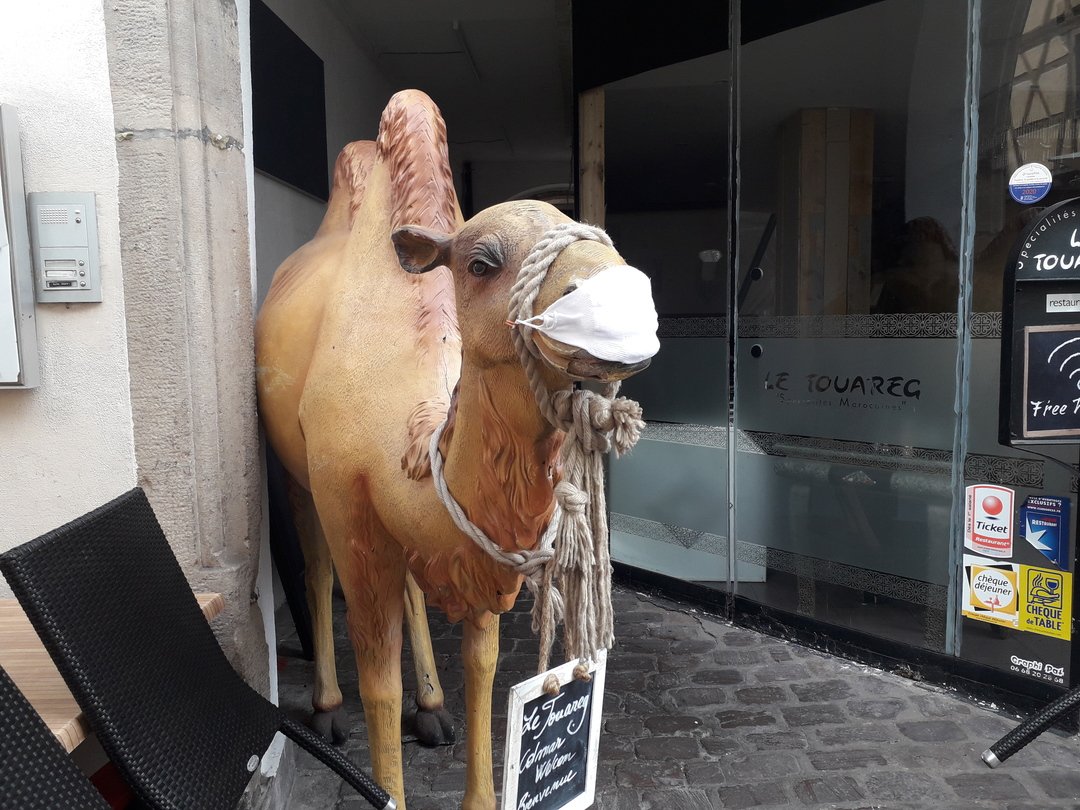 Statue de chameau portant un masque sanitaire